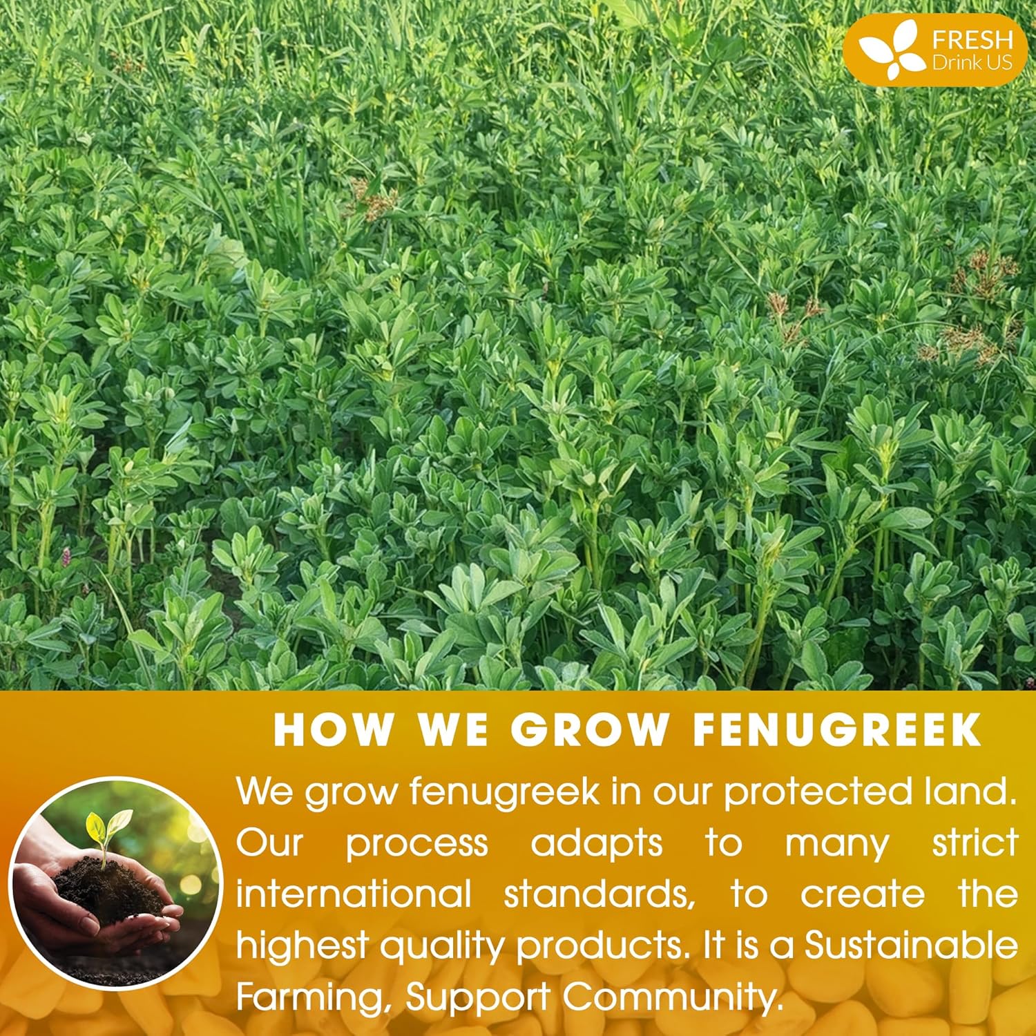 Premium Fenugreek Tea Bags. No Sugar, No Caffeine, No Gluten, Vegan. (30 Tea Bags) - Image 6