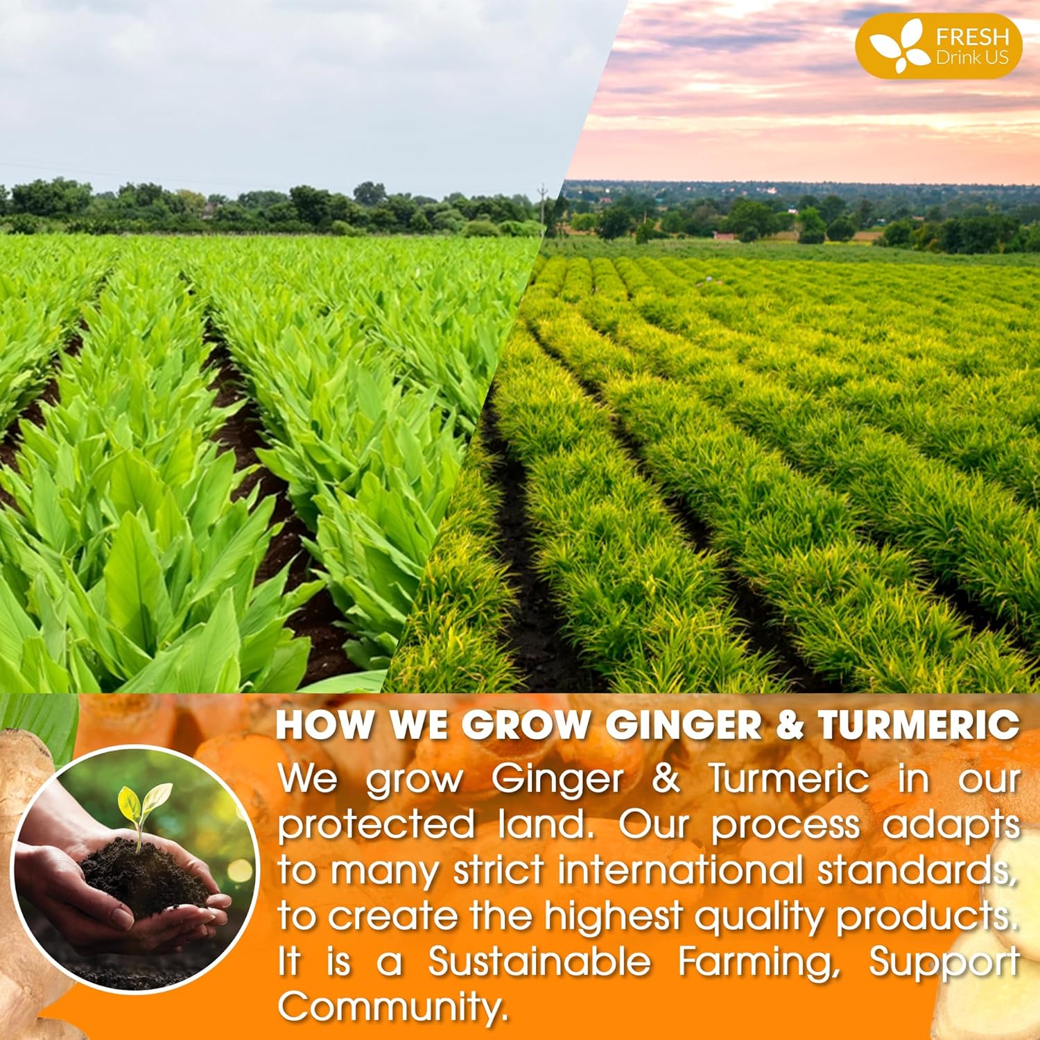 Premium Ginger Turmeric Tea Bags, Hand-made Blend of Ginger and Turmeric Herbal Tea, Eco-conscious Tea Bags. No Sugar, No Caffeine, No Gluten, Vegan. - Image 7