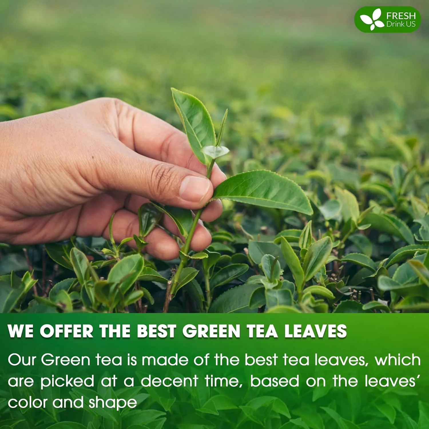Premium Green Tea Bags, 100% Natural & Pure from Green Tea. Green Herbal Tea. No Sugar, No Gluten, Vegan - Image 5