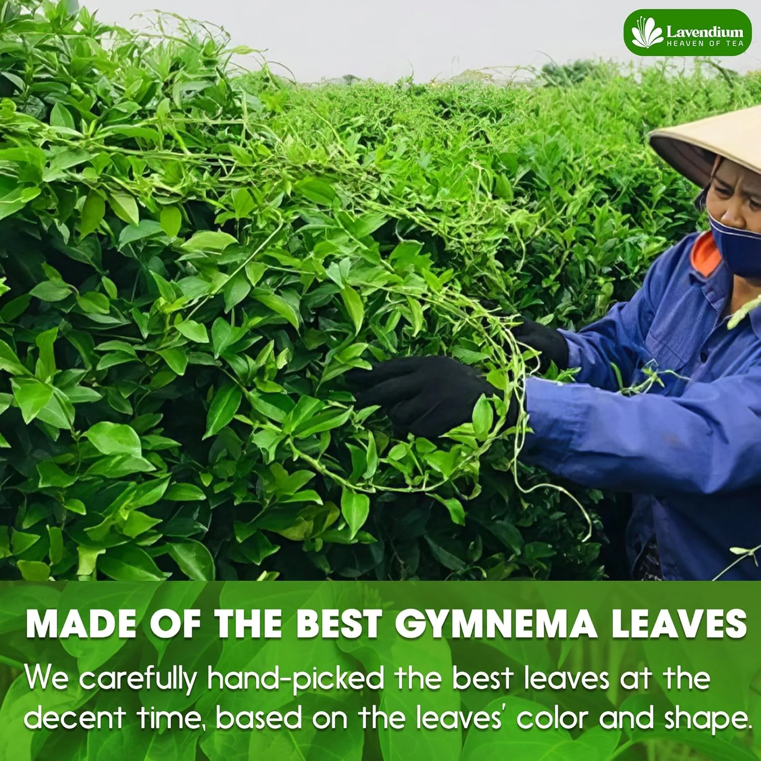 Premium Gymnema Leaf Tea Bags for Diabetics, 100% Natural & Pure from Gymnema Leaves. - Image 6