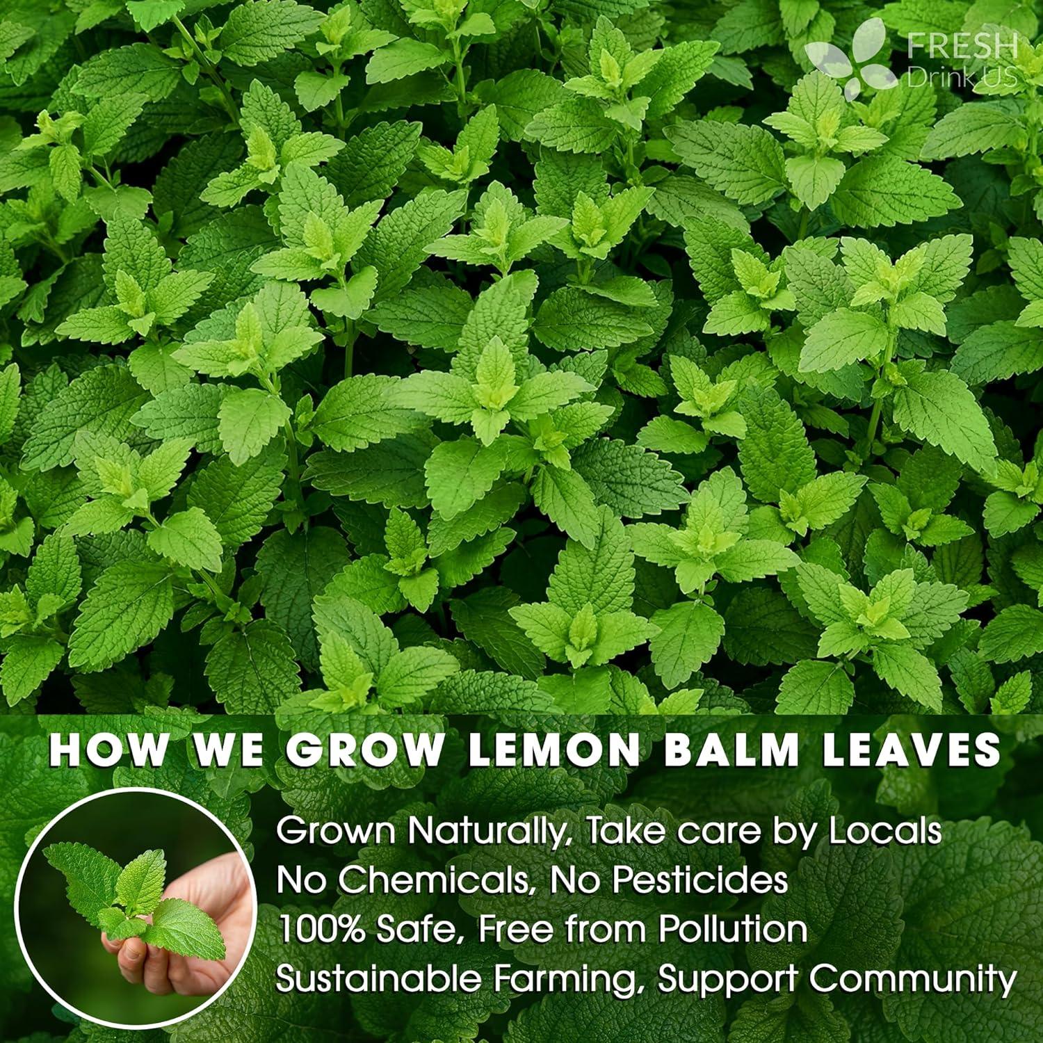 Premium Lemon Balm Leaf Tea Bags, 100% Natural & Pure from Lemon Balm Leaves. Loose Leaf Lemon Balm Herbal Tea. Lemon Balm Leaf Tea. No Sugar, No Caffeine, No Gluten, Vegan. - Image 5