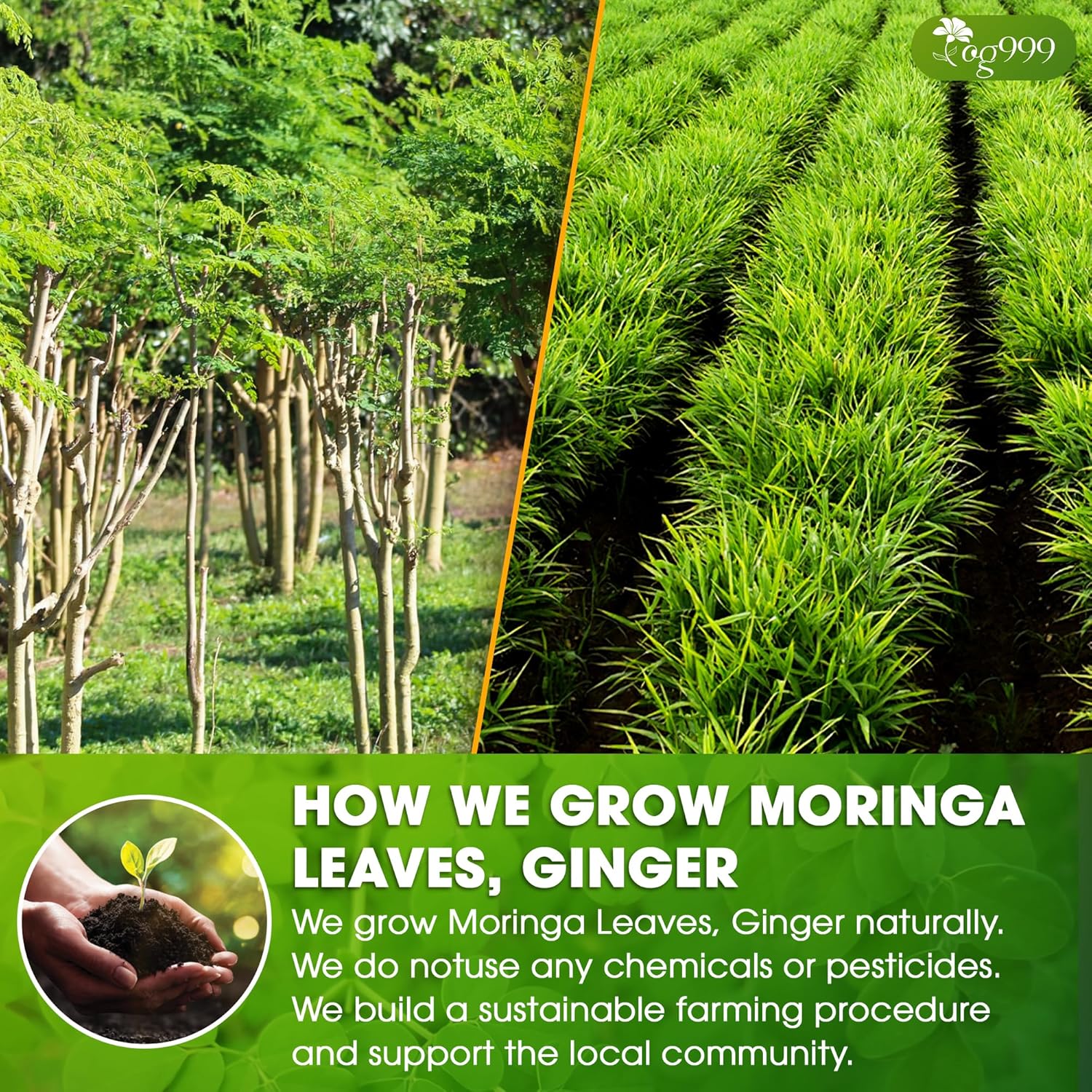 Premium Moringa Ginger Herbal Tea - Image 5