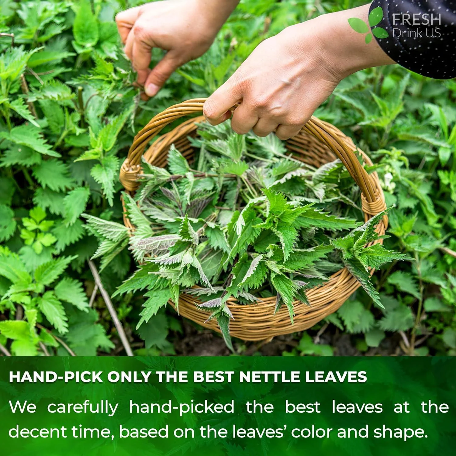 Premium Nettle Leaf Tea Bags, 100% Natural & Pure, Stinging Nettle Leaf Tea, Nettle Leaf Tea, Burn Nettle, Stinging Nettle, Nettle Tea, Stinger Tea, No Sugar/Caffeine & Gluten, Vegan - Image 7