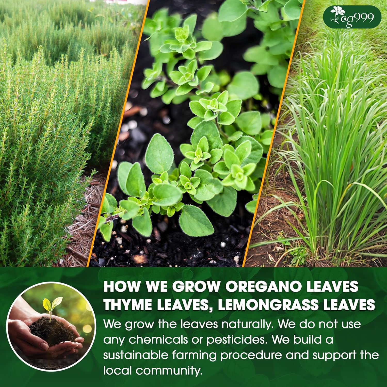 Premium Oregano Herbal Tea with Jasmine-Like Notes | Blend of Oregano, Thyme & Lemongrass - Image 5