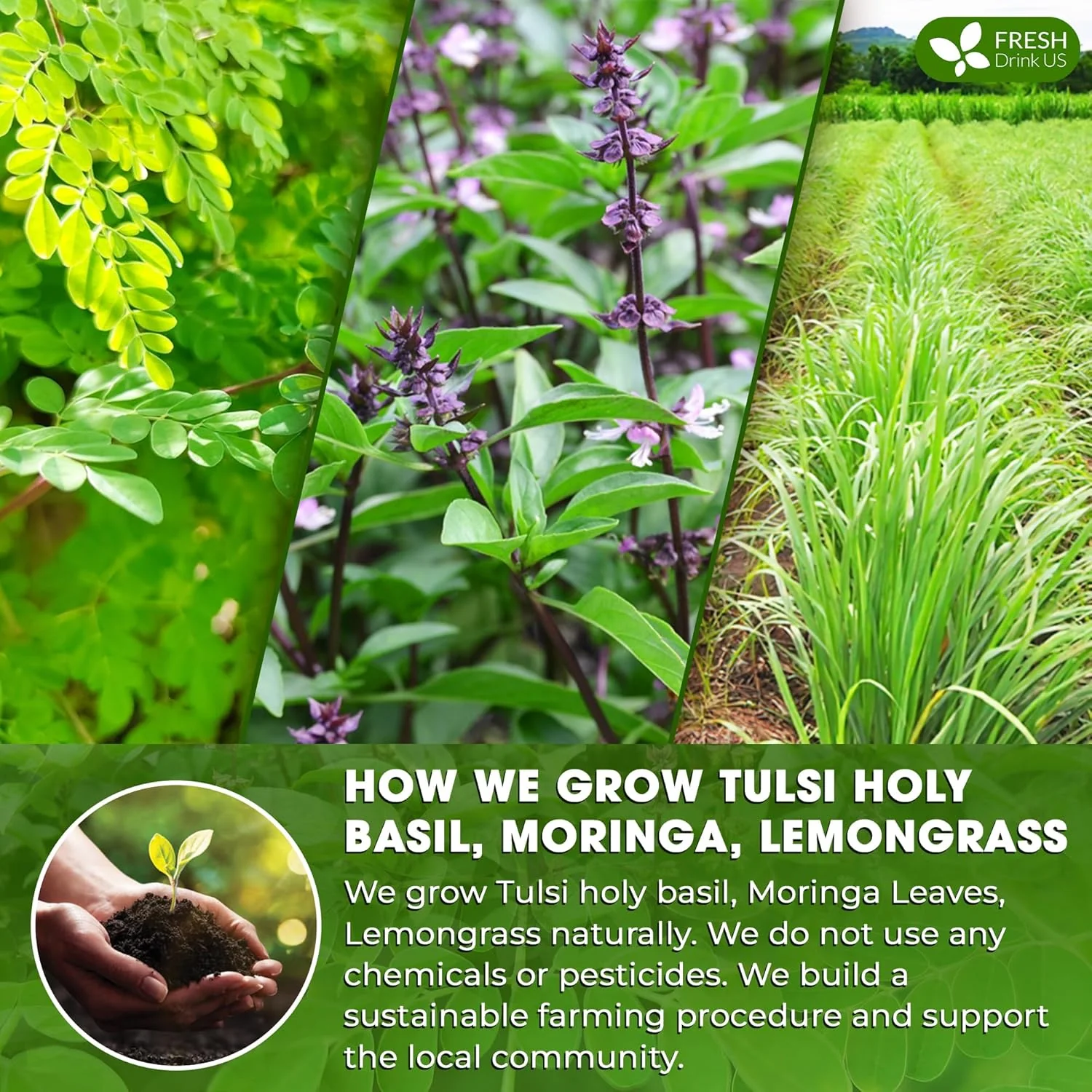 Premium Tulsi Moringa Lemongrass Tea Bags, 100% Natural & Pure from Tulsi Holy Basil Leaves, Moringa & Lemongrass. - Image 5