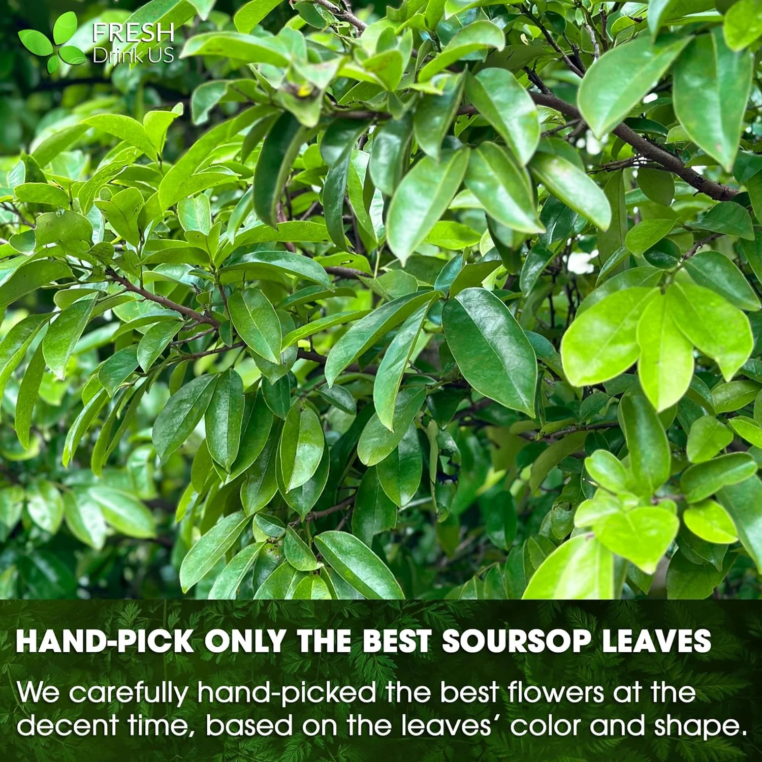 Soursop Leaves Tea Version 2 - Image 8