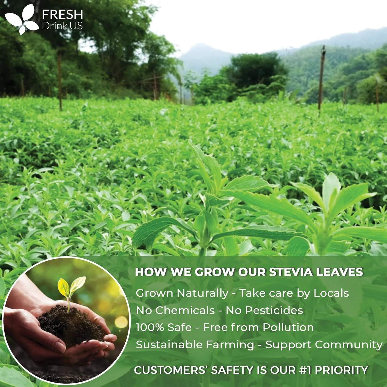 Stevia Leaf, Whole Dried Leaves, Tea Bags, Powder, 100% Natural and Pure from Stevia Leaves. Sugar Substitute for Tea, Coffee. Loose Leaf Stevia Herbal Tea. Zero Calorie Sweetener. No Sugar, No Caffeine, No Gluten, Vegan. - Image 16