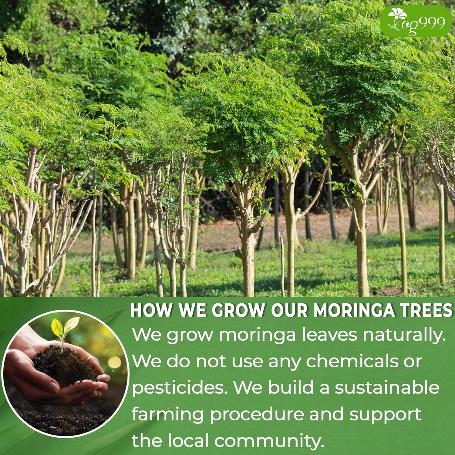 TOG999, Premium 120 Moringa Leaf Tea Bags, 100% Natural & Pure from Moringa Leaves. Loose Leaf Moringa Herbal Tea. Moringa Leaf Tea. No Sugar, No Caffeine, No Gluten, Vegan. - Image 4