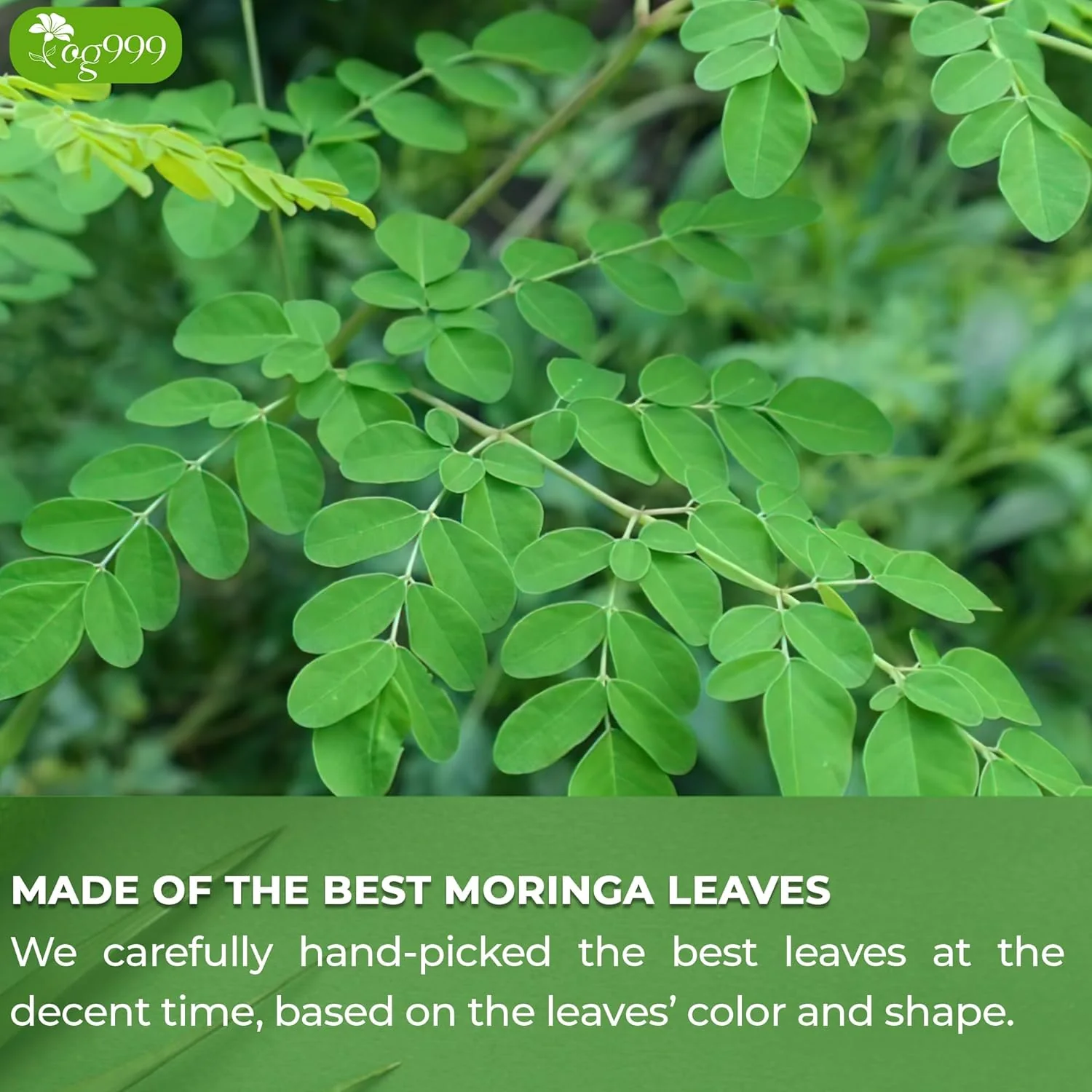 TOG999, Premium 120 Moringa Leaf Tea Bags, 100% Natural & Pure from Moringa Leaves. Loose Leaf Moringa Herbal Tea. Moringa Leaf Tea. No Sugar, No Caffeine, No Gluten, Vegan. - Image 5